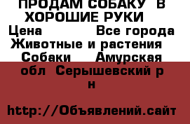 ПРОДАМ СОБАКУ  В ХОРОШИЕ РУКИ  › Цена ­ 4 000 - Все города Животные и растения » Собаки   . Амурская обл.,Серышевский р-н